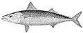 Scomber japonicus drawing.jpg