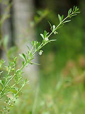 Goatweed, Scoparia-weed, Sweet-broom (Scoparia dulcis)