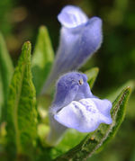 Scutellaria galericulata W.jpg