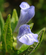 Scutellaria galericulata W.jpg