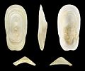 * Nomination Shell of a Hoof Shield Limpet, Scutus unguis --Llez 20:03, 14 October 2016 (UTC) * Promotion Good quality. --Ermell 21:47, 14 October 2016 (UTC)