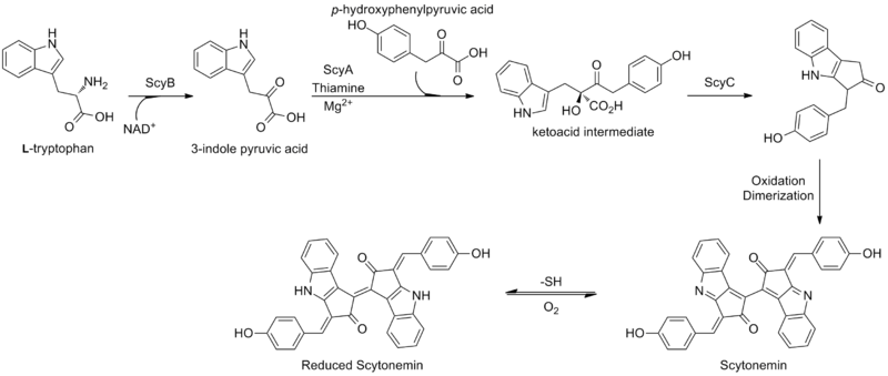 File:Scytonemin biosynthesis.png