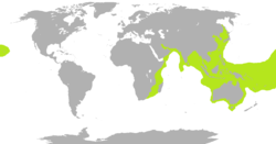 Distribución das serpes mariñas en verde, excepto a especie peláxica moi estendida Hydrophis platurus