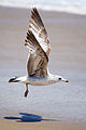 Gaviota en Sandy Hook