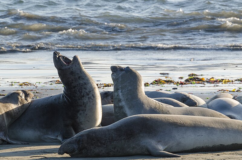 File:Seals at Piedras Blancas elephant seal rookery 2013 03.jpg