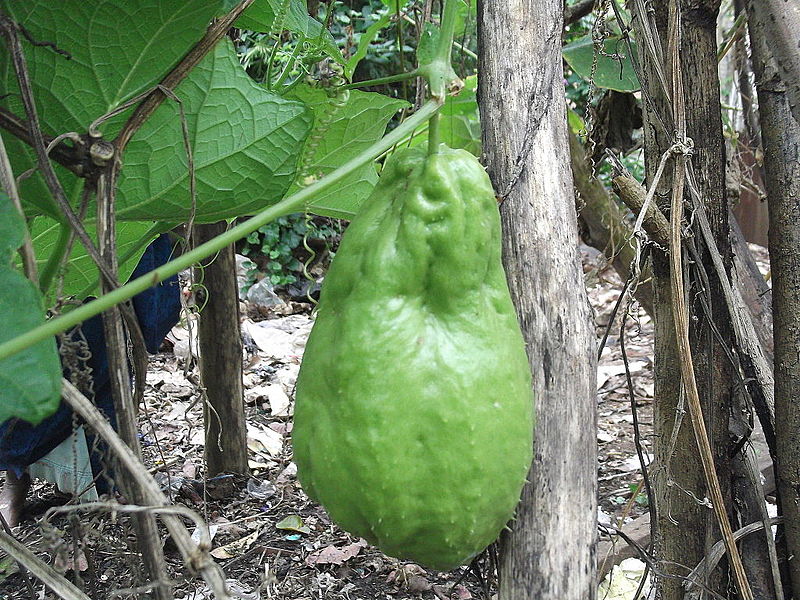 File:Sechium edule-xavier cottage-yercaud-salem-India.JPG