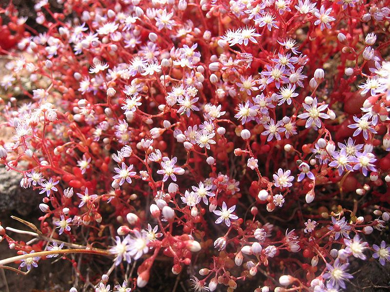 File:Sedum caeruleum.jpg