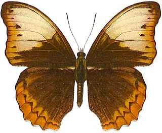 <i>Cymothoe haynae</i> Species of butterfly