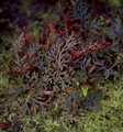 * Nomination A photograph of selaginella erthropus taken in the botanical garden Berlin. --Alorin 09:36, 3 June 2017 (UTC) * Decline Depht of Field too shallow --Xicotencatl 23:26, 11 June 2017 (UTC)