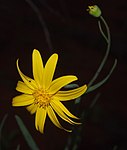 Senecio gregorii flowers.jpg