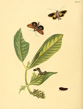 <i>Gonodonta incurva</i> Species of moth