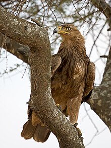 A tawny eagle in the Serengeti. Serengeti Raubadler.jpg