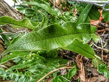 Serpocaulon levigatum.jpg