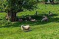 * Nomination Flock of sheep taking shade beneath a sycamore tree --BigDom 16:01, 26 May 2023 (UTC) * Promotion  Support Good quality. --Terragio67 16:42, 26 May 2023 (UTC)