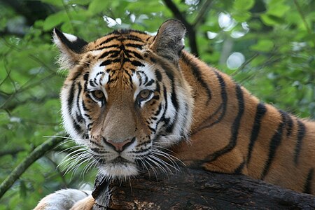 Tập_tin:Siberian_tiger_Amneville_Zoo.jpg