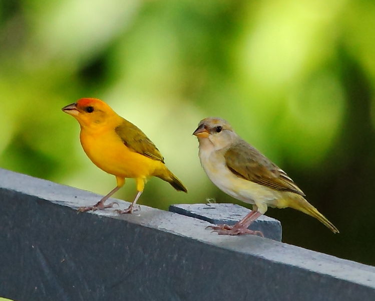 File:Sicalis columbiana - Orange-fronted Yellow Finch (couple).JPG