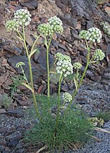 Sierra angelica (Angelica lineariloba) plant, NV