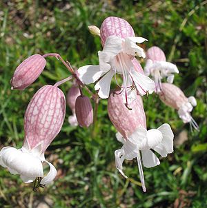 Pigeon goiter (Silene vulgaris), flowers