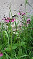 Čeština: Silenka dvoudomá – Silene dioica, Vyšší Brod, okres Český Krumlov. English: Silene dioica, Vyšší Brod, Český Krumlov District, South Bohemian Region, Czechia.