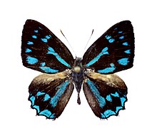 Simiskina phalena hayashii male upperside.jpg