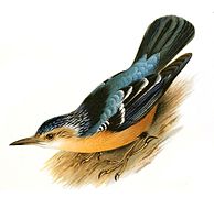 Nuthatch med skalerede øvre dele, der blander alle nuancer af blå og orange underside.