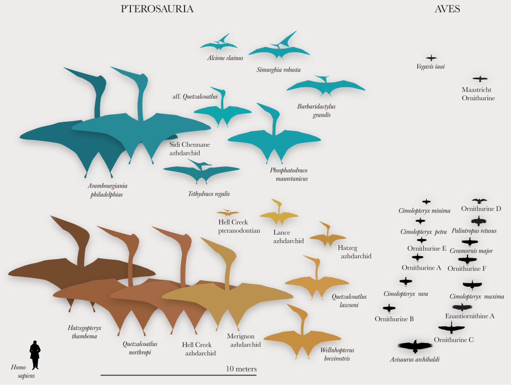 Pterosaur size - Wikipedia