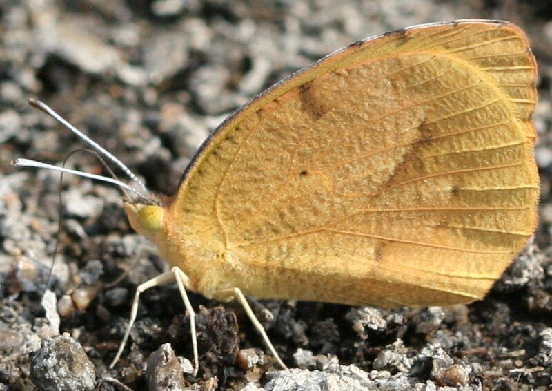 File:Sleepy Orange, Megan McCarty47.jpg