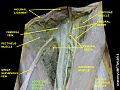 Adductor Longus Muscle