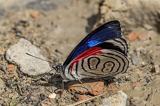 <i>Diaethria gabaza</i> Species of butterfly