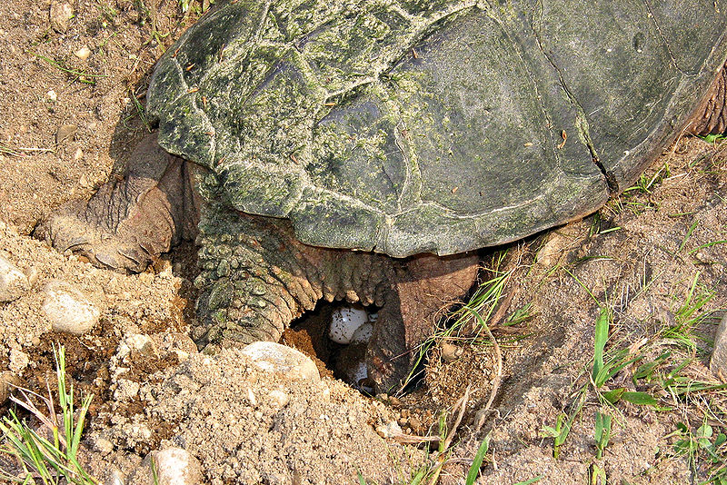 painted turtles laying eggs