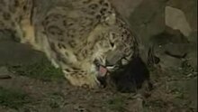 Datei:Snow Leopard eating.ogv