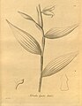 Sobralia amabilis (as syn. Sobralia lepida) plate 176 in: H. G. Reichenbach: Xenia orchidacea - vol. 2 (1874)