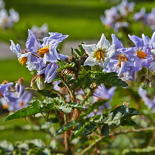 <i>Solanum sisymbriifolium</i> Species of flowering plant
