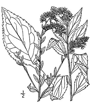 <i>Solidago ulmifolia</i> Species of plant