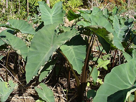 Colocasia esculenta