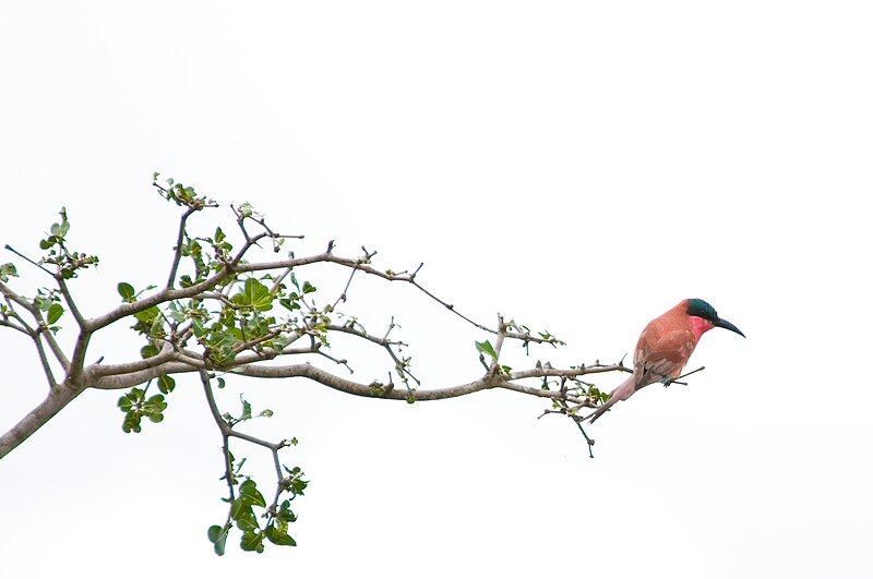 File:Southern Carmine Bee-eater 2338837030.jpg