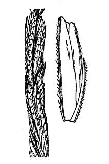 <i>Spartina spartinae</i> Species of plant