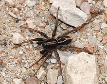 Spider May 2008-3.jpg