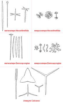 Différents types de spicules, classés selon l'appartenance systématique.