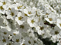 Spiraea thunbergii2. jpg