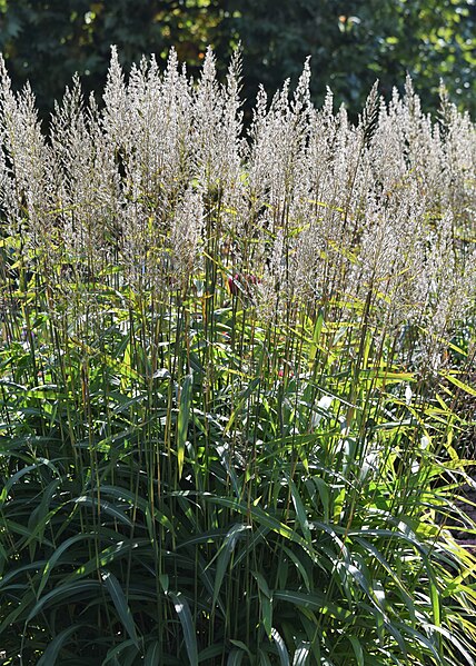 File:Spodiopogon sibiricus kz05.jpg