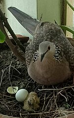 S. c. suratensis with a hatchling and egg at nest Spotted Dove and its egg.jpg