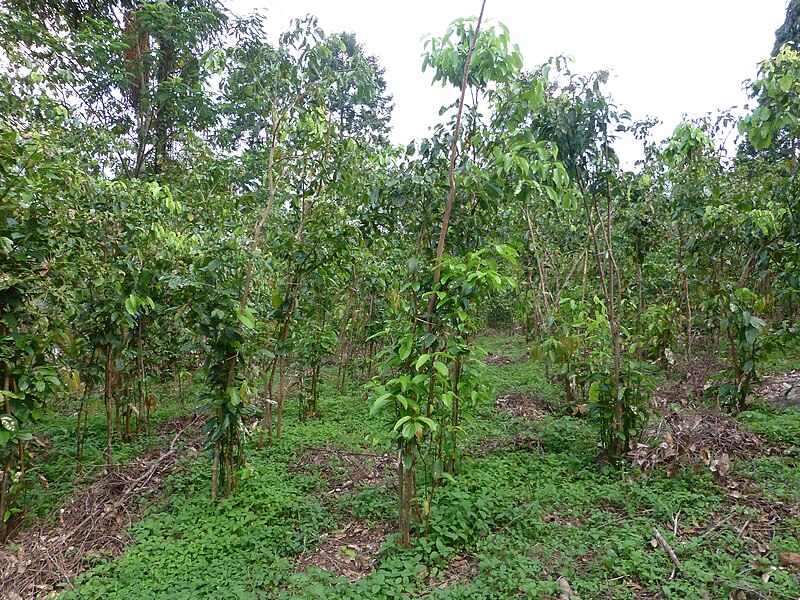 File:Sri Lanka-Cinnamomum verum (1).jpg