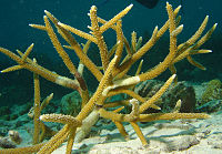 Geyik boynuzu-mercan-1.jpg