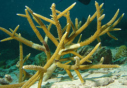 Staghorn korall