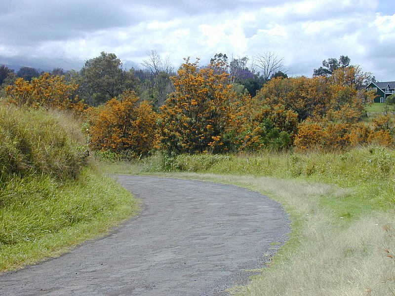 File:Starr-030418-0009-Grevillea robusta-flowering habit-Kula-Maui (24003575643).jpg