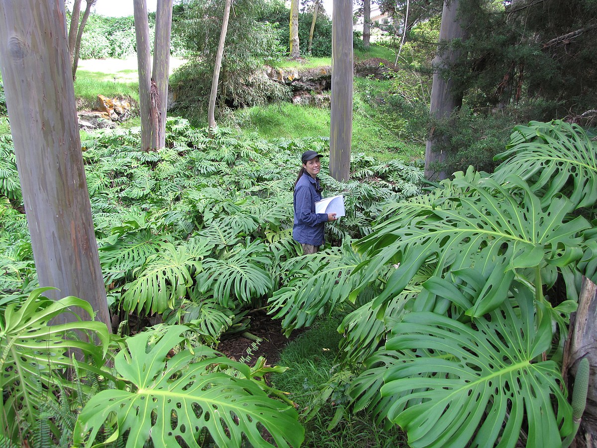 Souchka: Monstera Deliciosa : le guide complet pour jardinier débutant