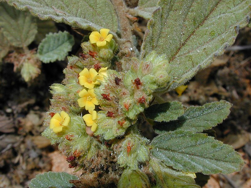 File:Starr 010818-0026 Waltheria indica.jpg