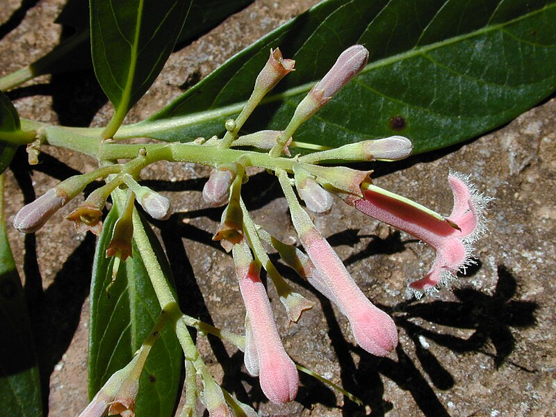 File:Starr 020518-0003 Cinchona calisaya.jpg