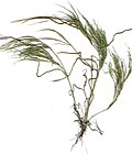 Panicum pellitum için küçük resim